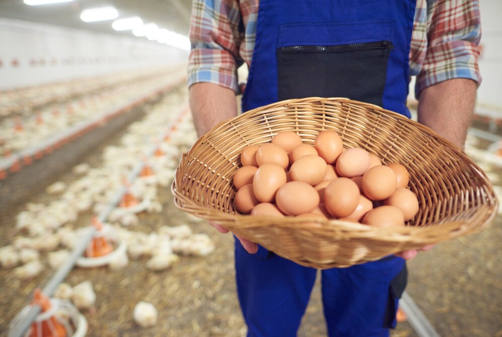 6 Supplier Telur Ayam Terbaik dan Bagaimana Memilihnya